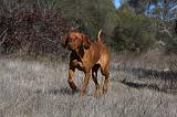 VIZSLA poil court 183